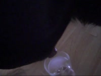 Slut make a dog cum and collects its semen